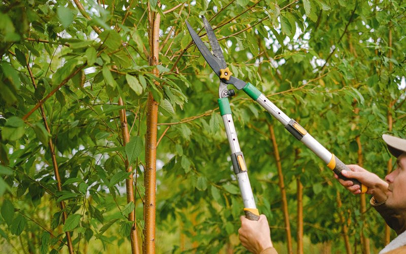 Tree trimming in Tehuacana, TX