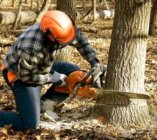 Tree Removal in Tehuacana, TX